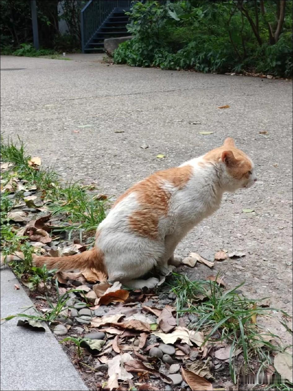 国庆后，我们园区来了只流浪猫。它屁股圆滚滚的，浑身沾着污渍，还总随地大小便。大家