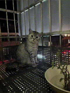 🌙夜晚的阳台，是小猫的专属观景台。
它安安静静蹲在镂空的台面上，抻着小脖子，目