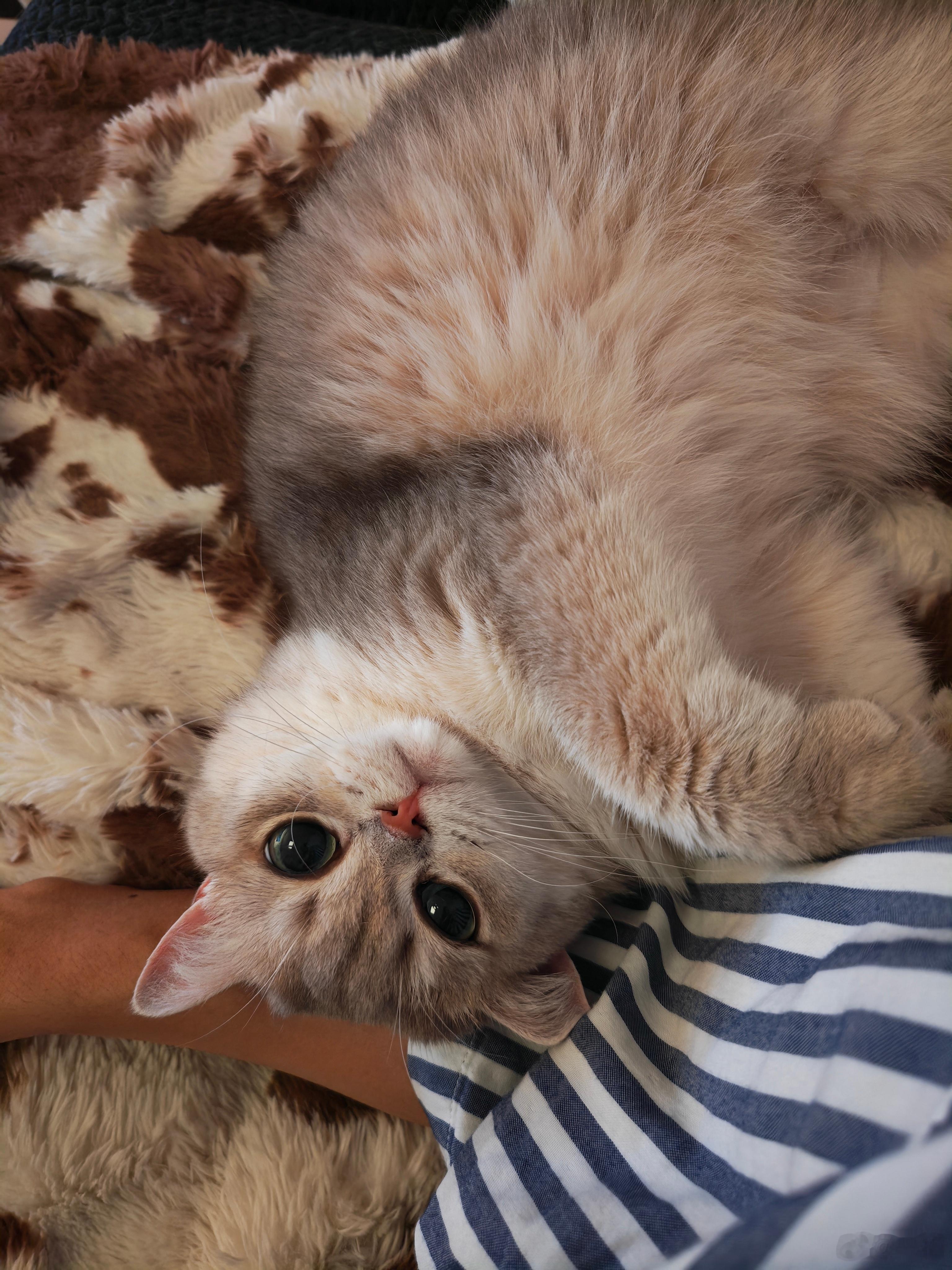 保护颈椎🐱 