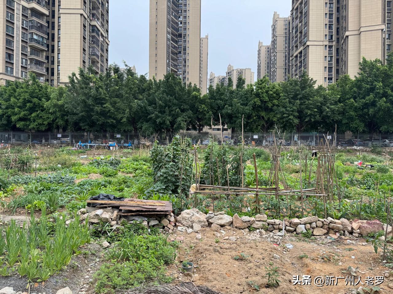 我们小区门口，有两块荒地，没想到过了一个春节回来，我发现：荒地变菜地了！

在广