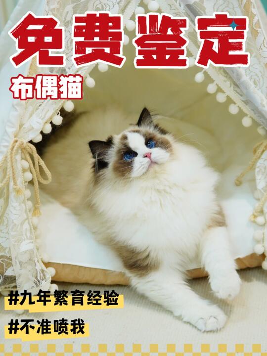 免费鉴定布偶猫，看品相，估价格，教养护！