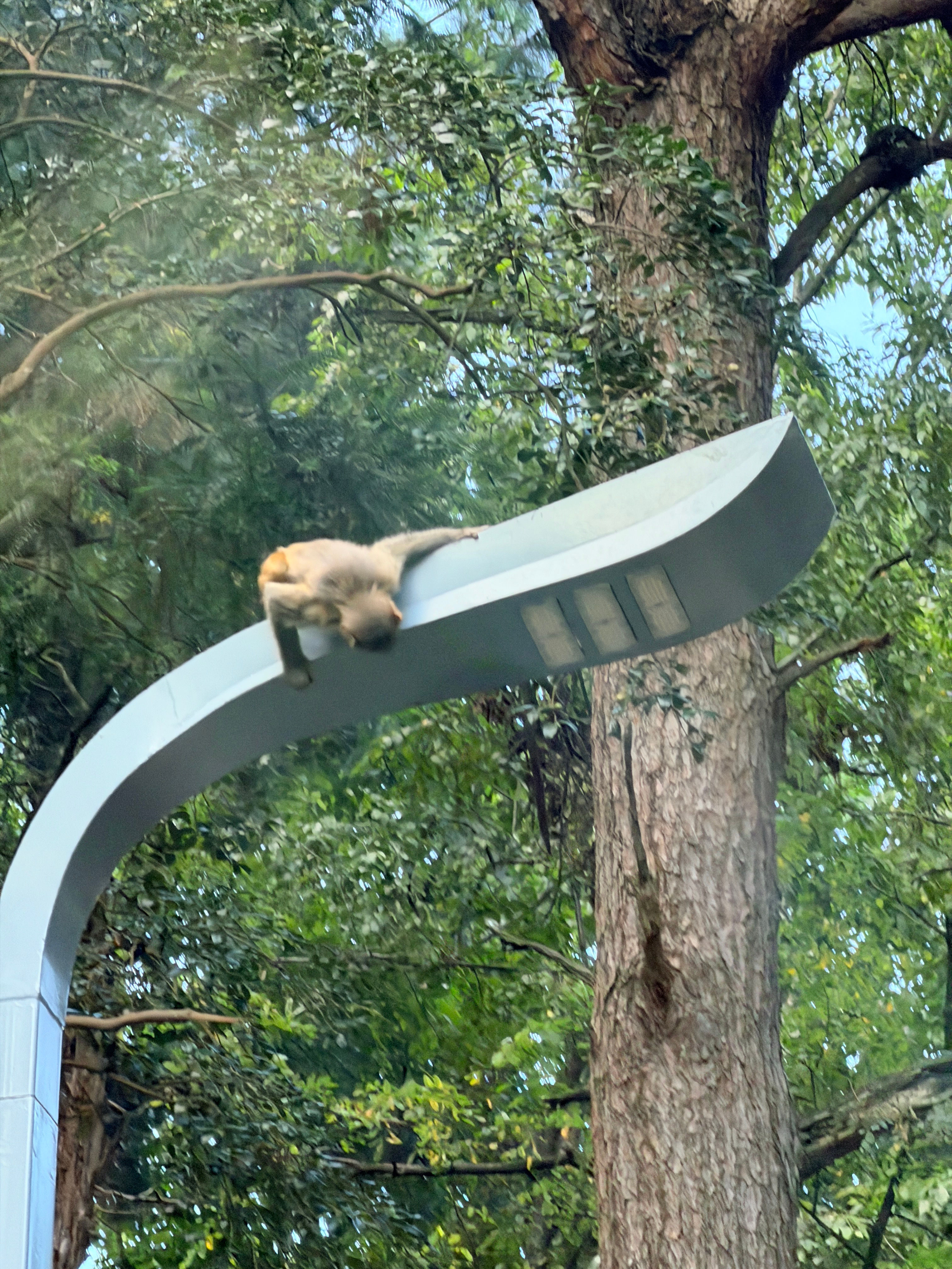 我现在的心情如同这只猴子 
