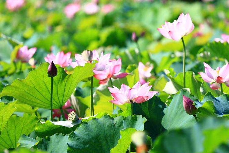 上联：绿叶重重美，
下联：金果串串香。
下联：红花朵朵艳。
下联：红花点点娇。