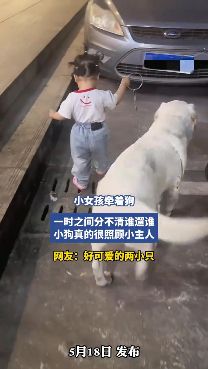 小女孩牵着狗，一时之间分不清谁遛谁。小狗真的很照顾小主人。网友：好可爱的两小只。
