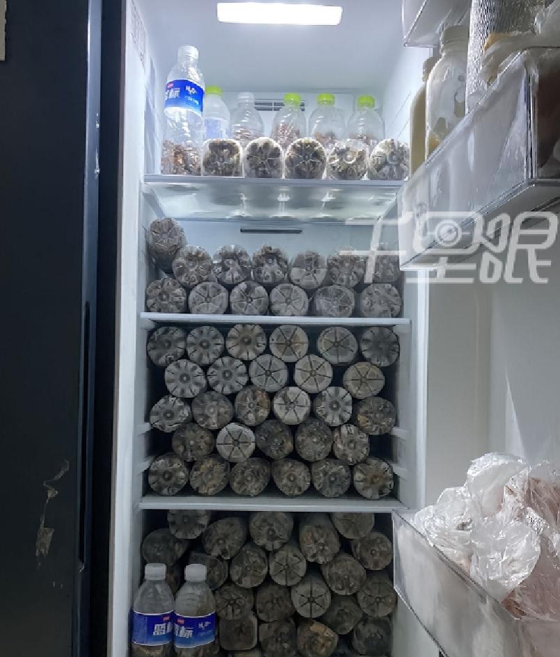 山东又出了个狠人！山东潍坊，一男子用近40天的时间，抓了6740只知了猴，把整个