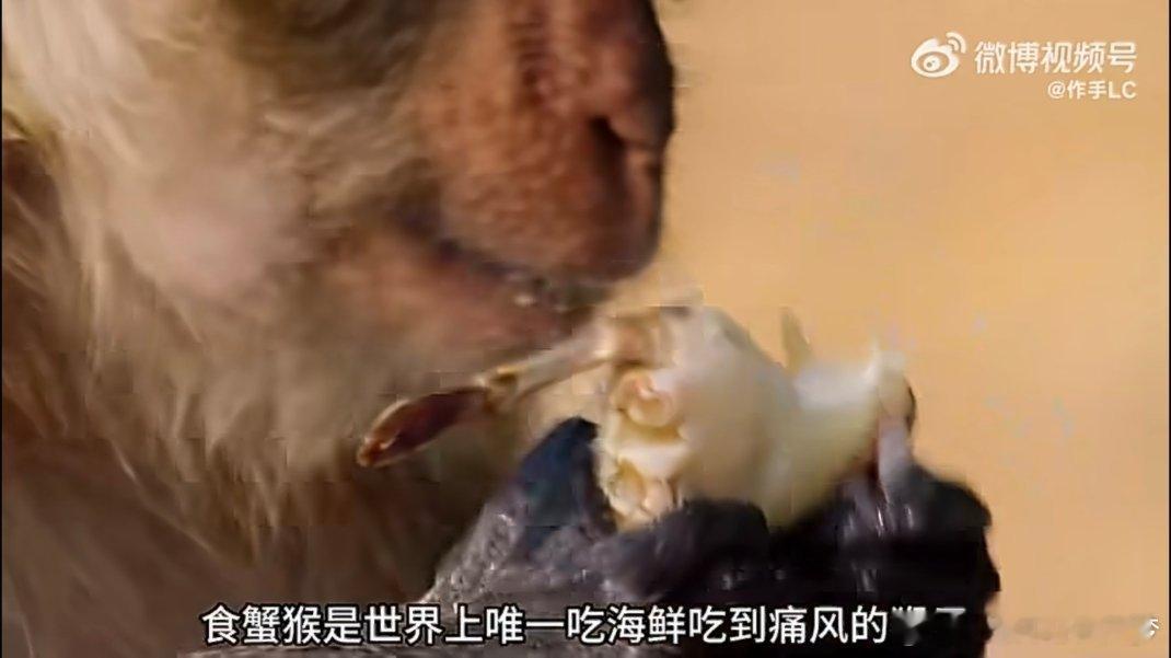 吃海鲜吃到痛风的猴子阿哲，长见识了