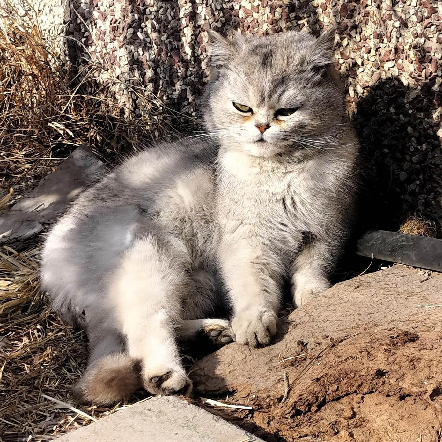 拍了很多冒昧的小猫午休照片。
