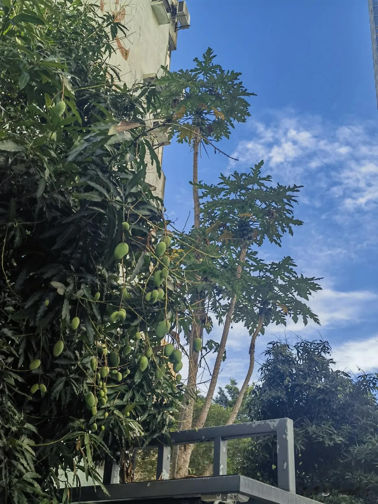 累累硕果挂枝头，莘莘学子中头榜。