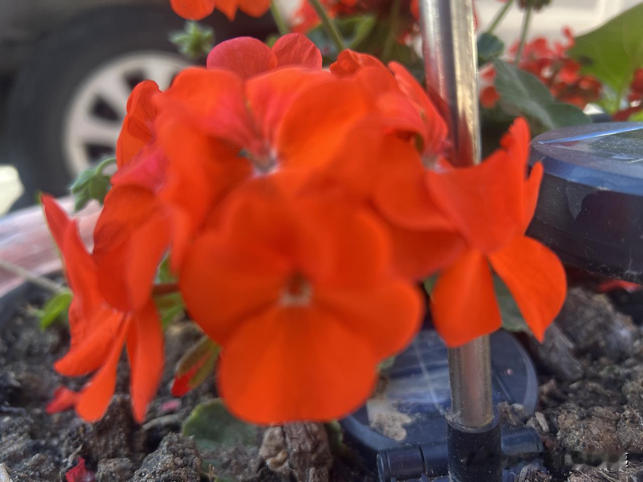 开也悲,落也悲,黛玉葬花是为谁?
黛玉葬花，花只是象征物，是替代品，如同“衣冠冢