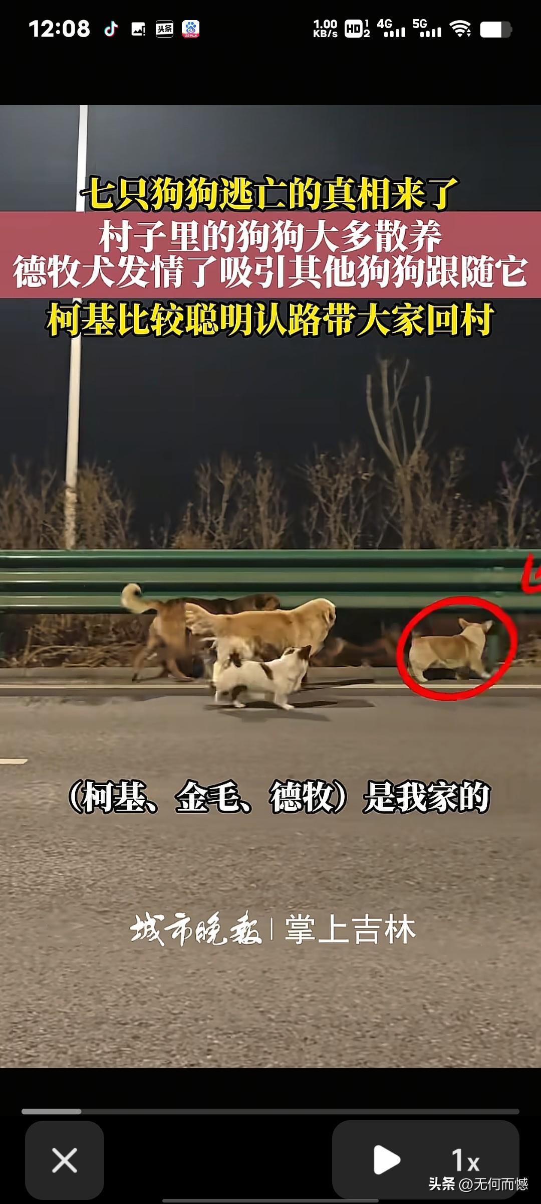 七只狗狗“大逃亡”？别被网传故事骗啦！最近七只狗狗的“生死大逃亡”火遍全网，网友