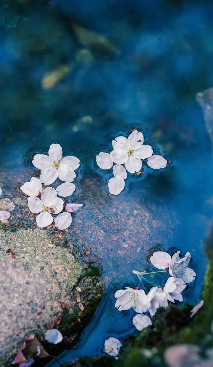 踏莎行·春晚
文/莲花书院

四月芳菲，风恬雨暖，柳溪飞絮扑空院。
流莺浪语笑桃