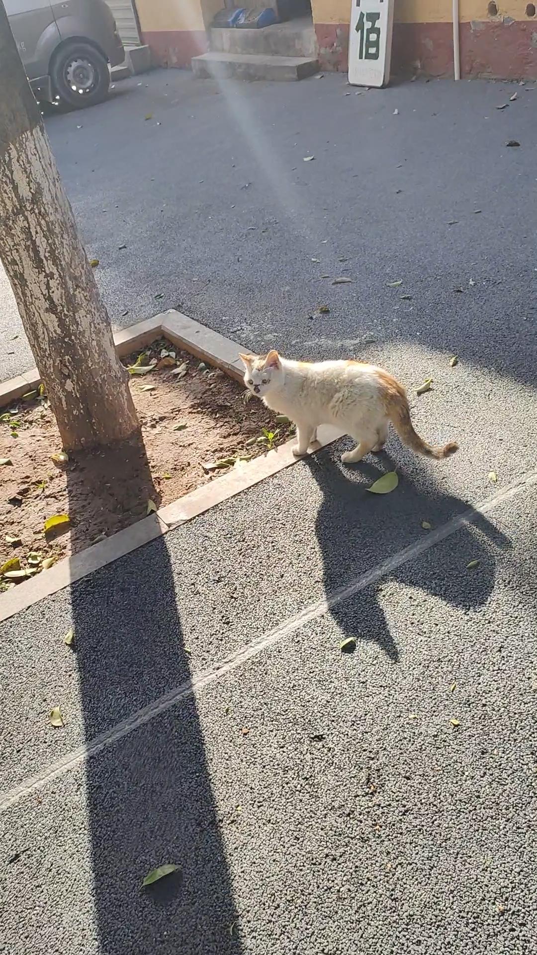分享可爱流浪猫阳光把影子拉得长长的，这只白橘相间的小流浪猫，正慢悠悠地在街角晃荡