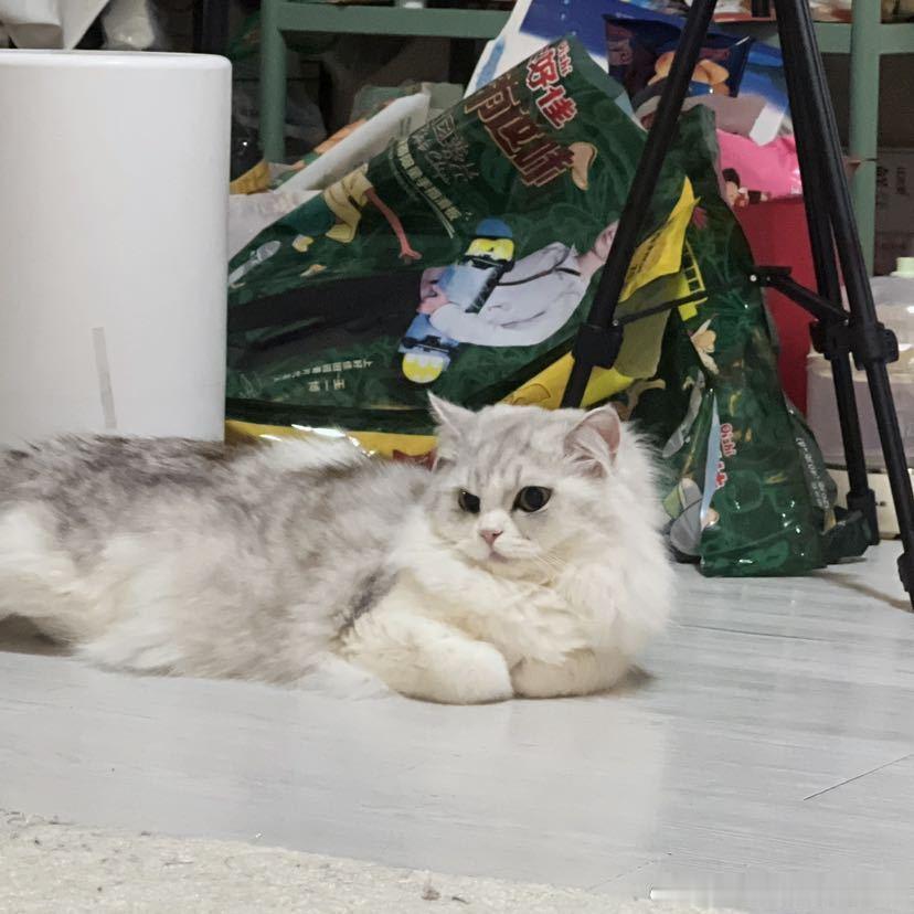 不丢小丢可爱的揣手手😺 
