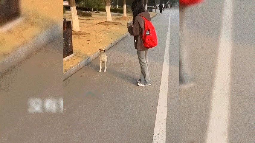 网友:没有狗德，今晚吃狗肉火锅，必须吃！