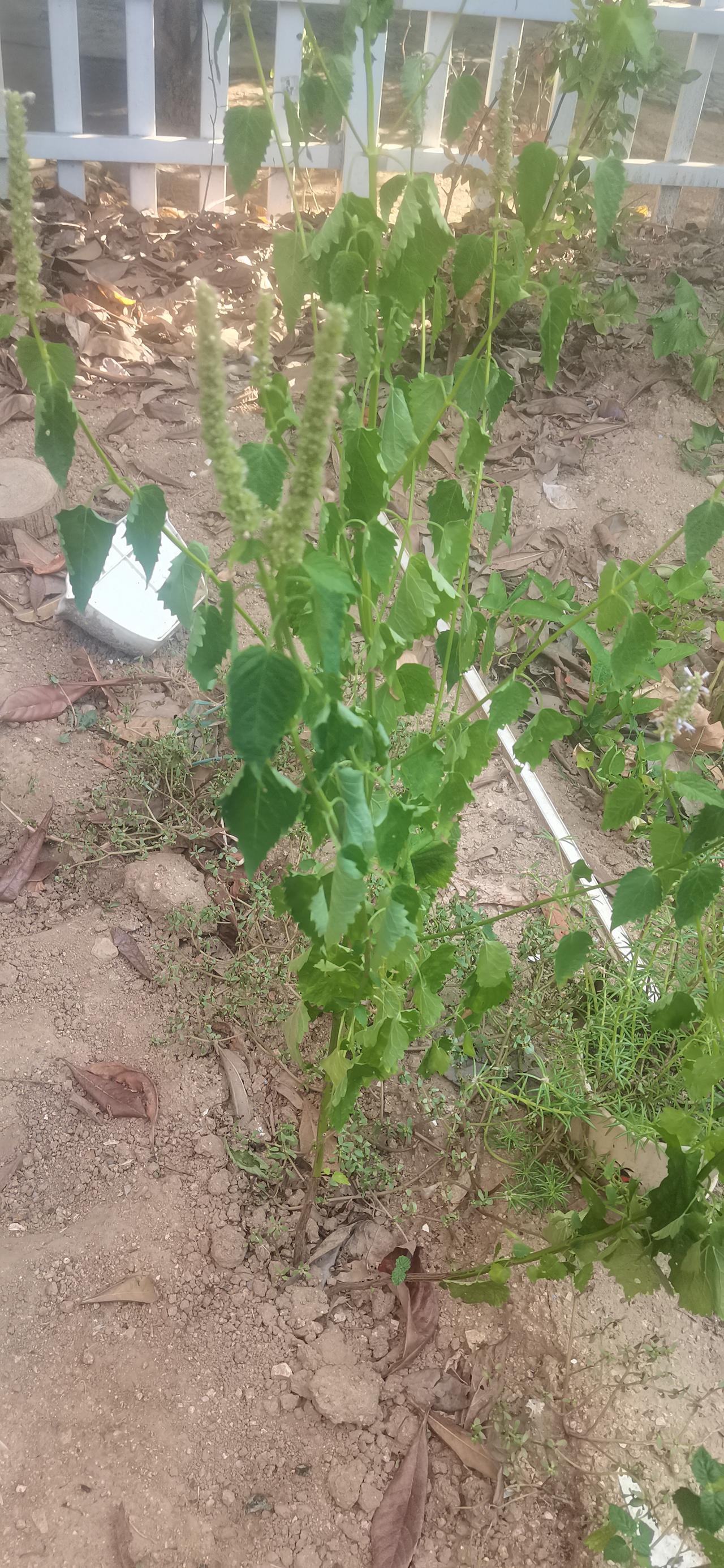 看着地里干的冒烟的菜，真的要气死！
山东这天气简直两极反转。去年九、十月份雨下得