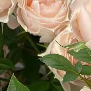 当秋日的时光里，温柔栖息，繁华落尽，阳光如金丝般洒在窗前，世界从沉睡中悠悠转醒。