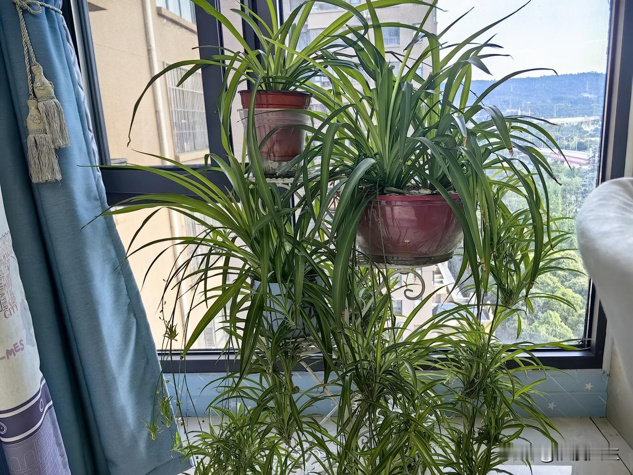 绿植的生命力真是强大，记得一年前向同事要了吊兰一个小苗苗，10公分长，很小很小，
