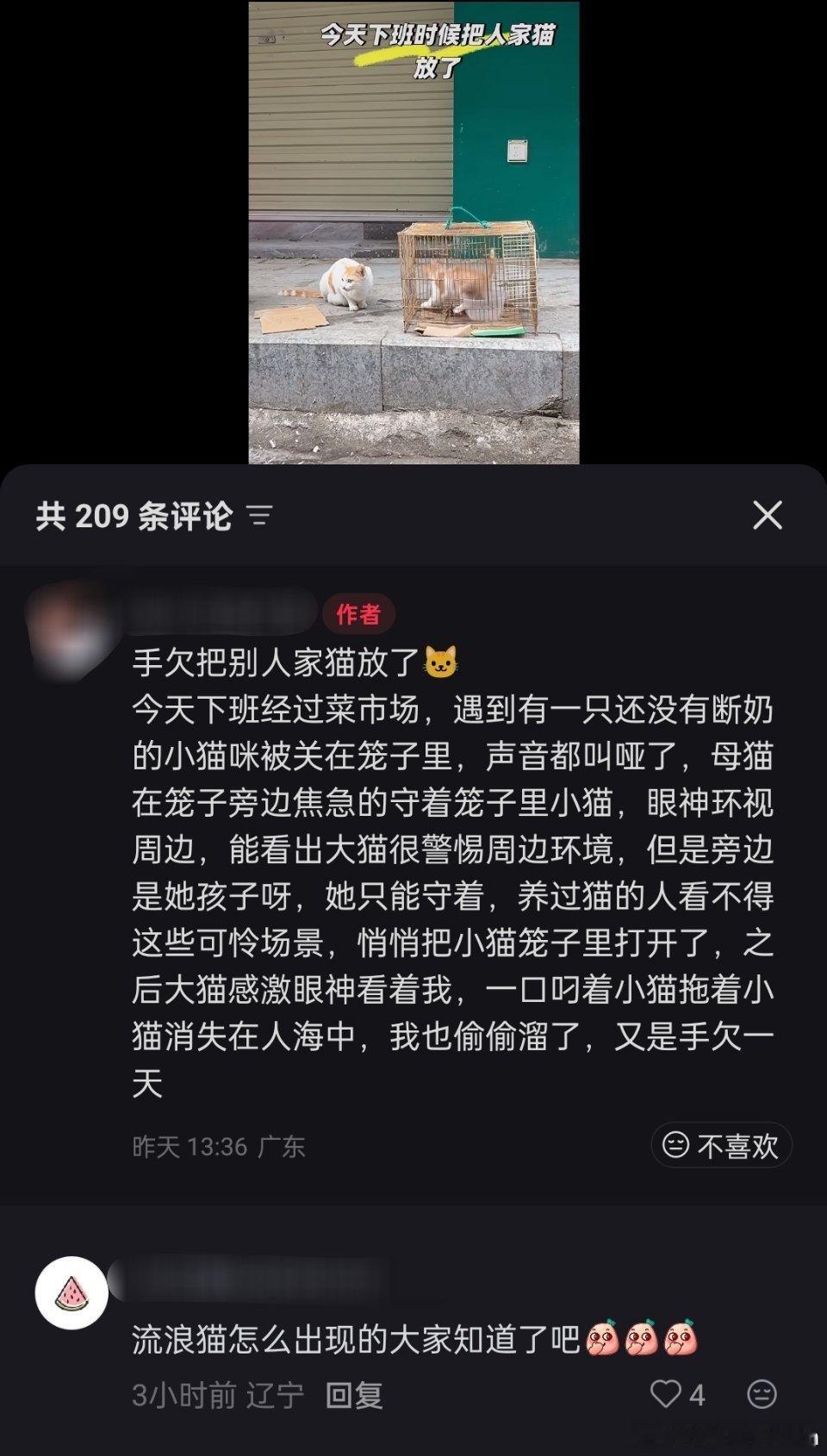 流浪猫：感谢大自然的馈赠！🐱🐱 