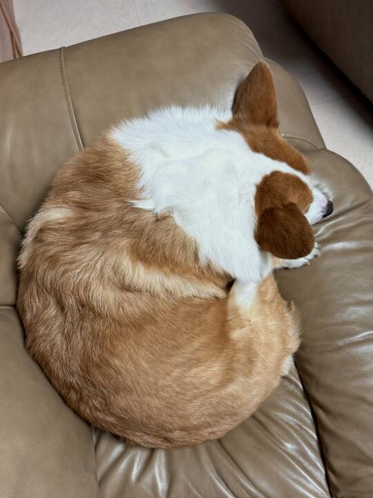 这是一颗圆润的小狗球🐶肥肥短短又圆圆
