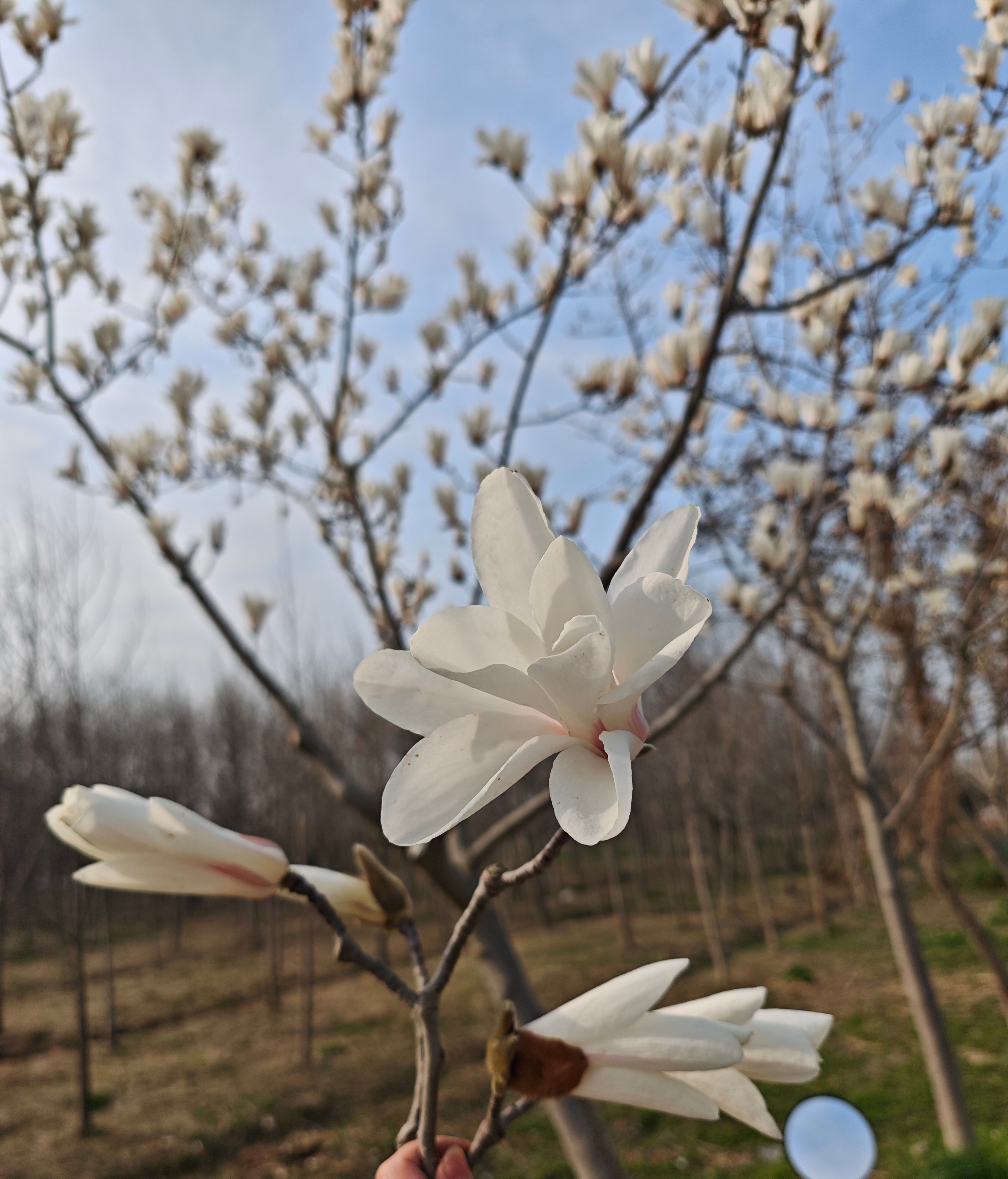 落英缤纷，二乔玉兰真的好香啊 