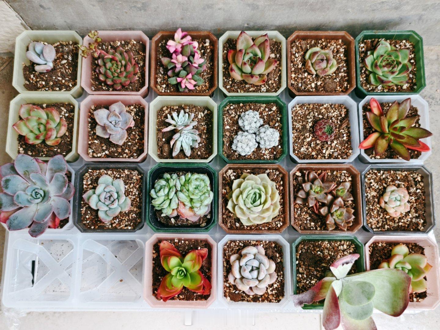 趁娃还没醒听听课，看看花，过个节 ​​​