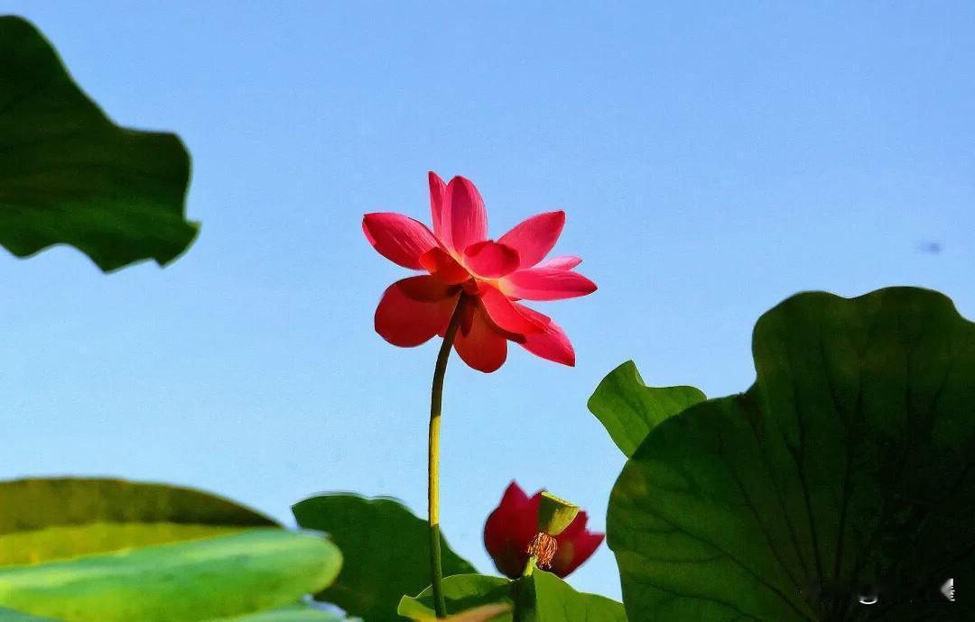 拍荷花，一定要拍真的荷花吗？
不一定吧？
拍不真实的“假花”，也挺好看的吧？
比