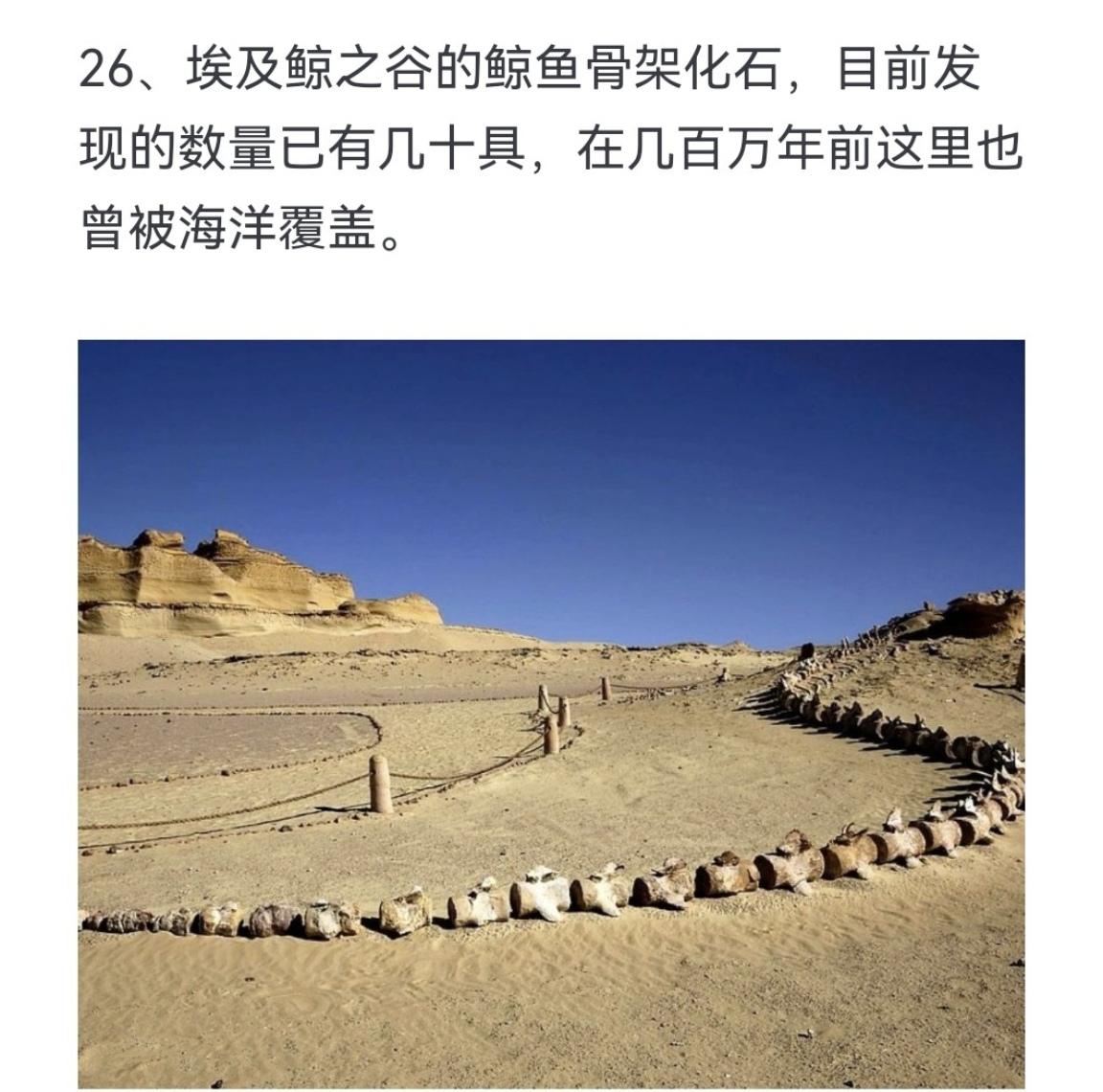 埃及鲸之谷的鲸鱼骨架化石，目前发现的数量已有几十具