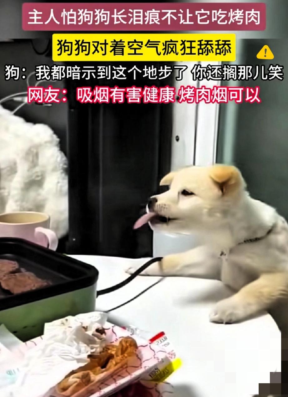 笑不活了！
北京这只“空气干饭汪”，把馋嘴的分寸感拿捏得死死的！
 
主人周末约