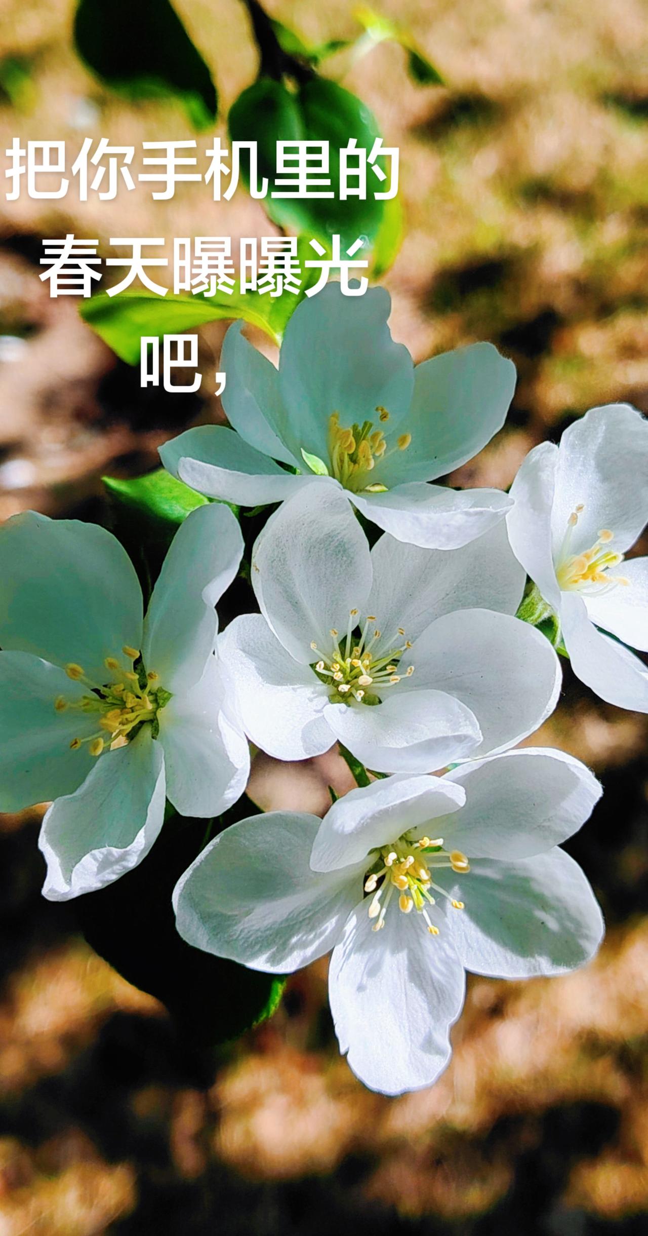 每天保持心情像花一样灿烂，纯白的花