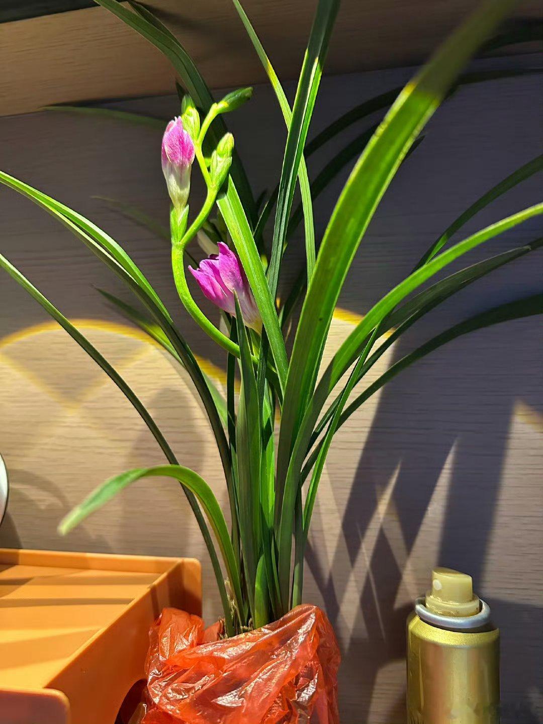 我看刘学义那个图就想，别骗我，兰花应该长这样[航天员]（兰花很多种类，但兰花一般