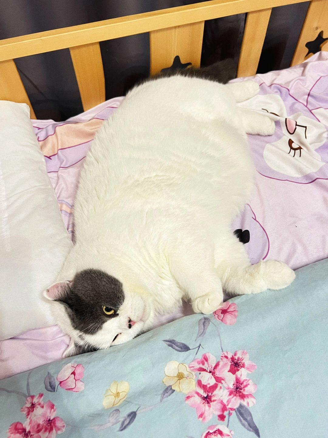 我的肥肥胖胖的床搭子，猪咪！