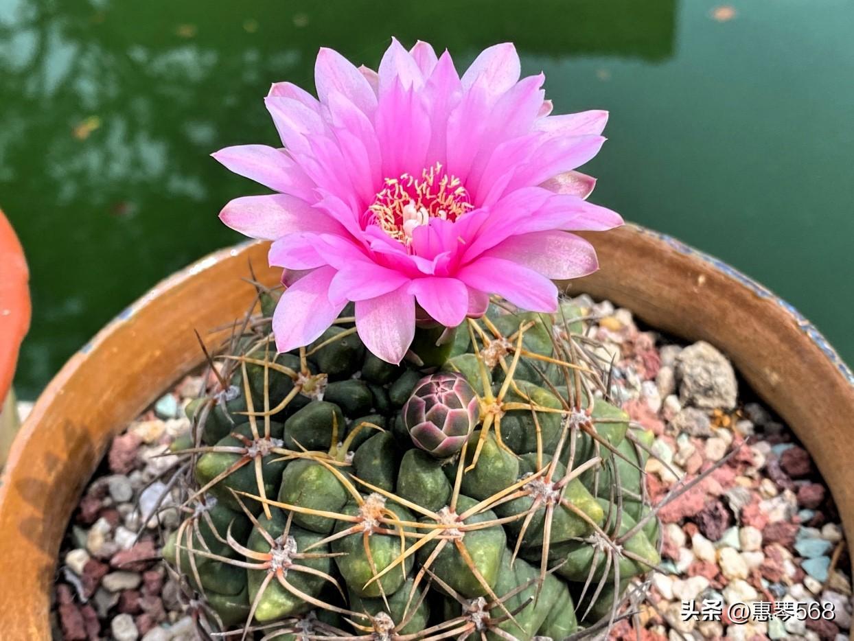 图1是美花海王仙人球。
图2是高木海王仙人球。
图3绯花玉仙人球，花开成双。
图