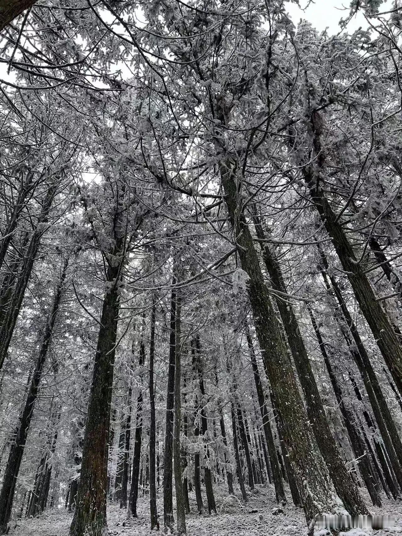 重庆仙女山又下雪了，浪漫了整个春天！这个周末，雪后的仙女山，又变成了冰雪童话世界