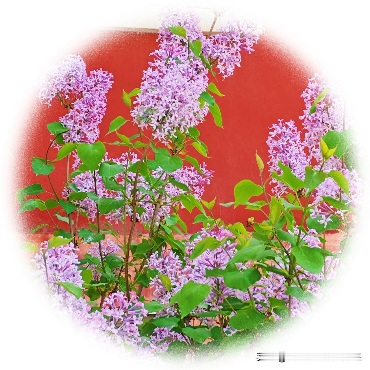 春日生活打卡季盛开的丁香花