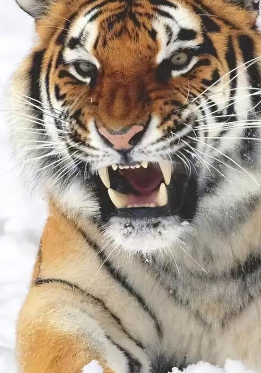 一位常年和老虎打交道的护林员告诉我：90%的人都不知道，遇见老虎的正确应对措施是