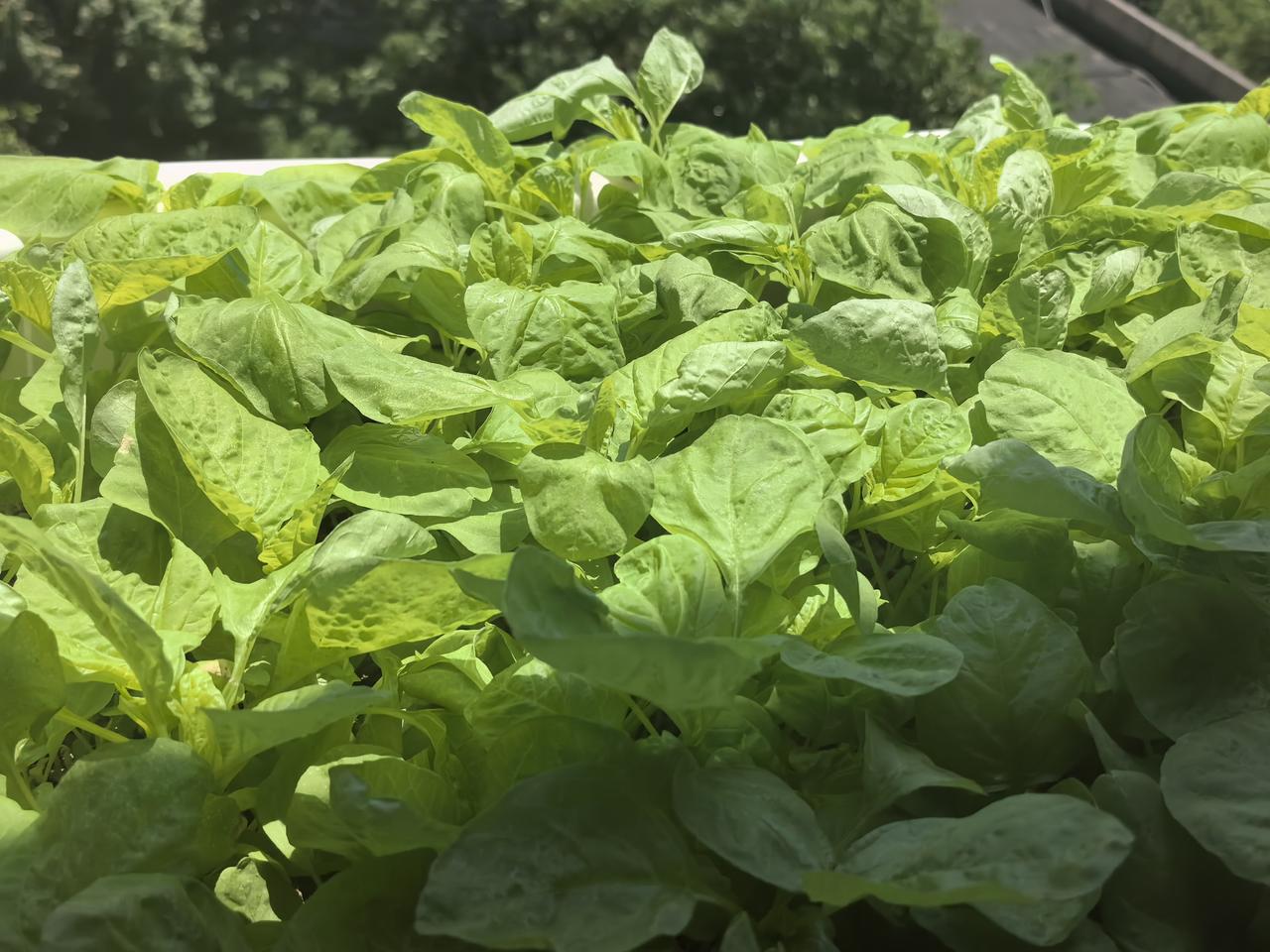 种在窗台上的苋菜