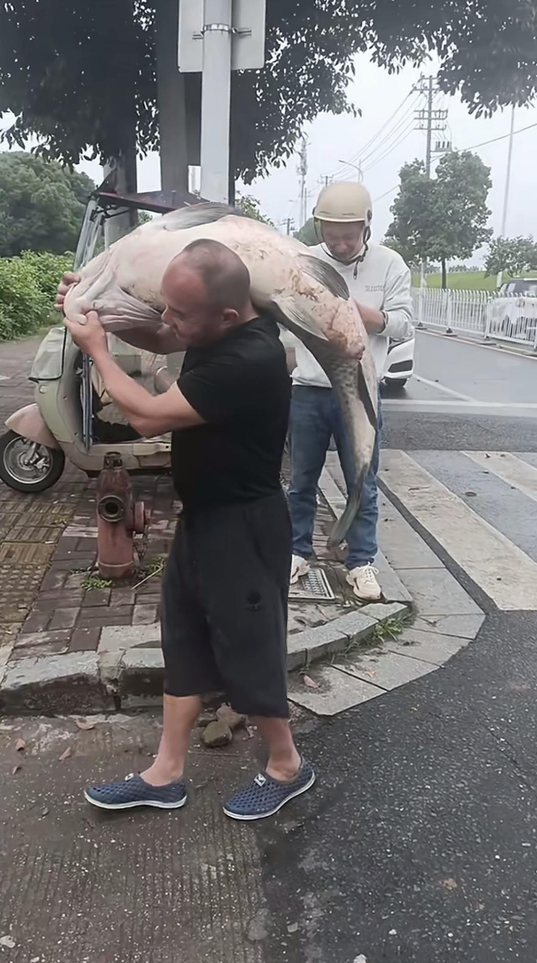 钓起百斤大青，欢喜之余尽是烦恼！
苦苦守候大半日，终于等来这条大青。别人钓鱼是提