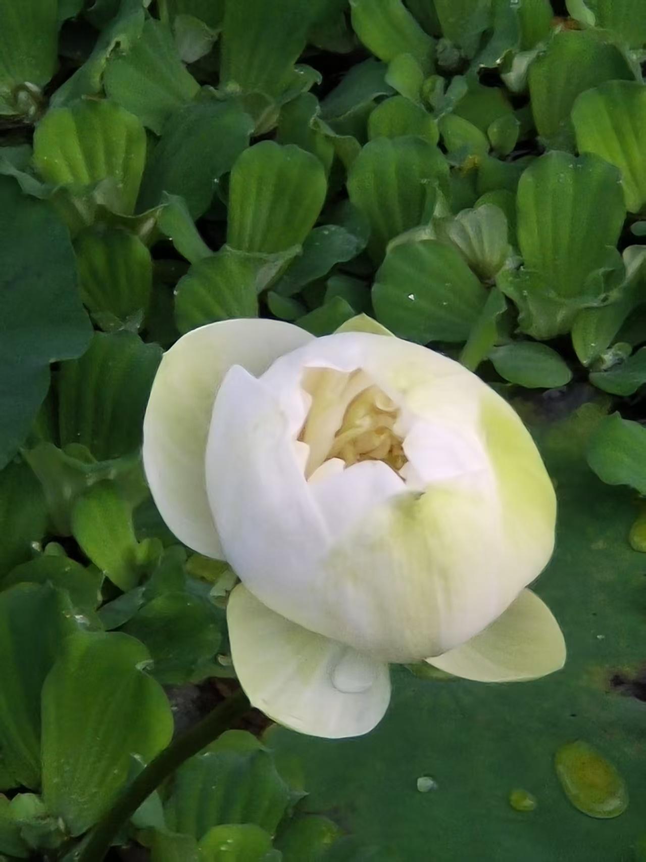 池荷赋——LaMa娟
 
晓临碧水赏清芳，一池翠叶漫横塘。
素荷初敛凝霜玉，瓣染