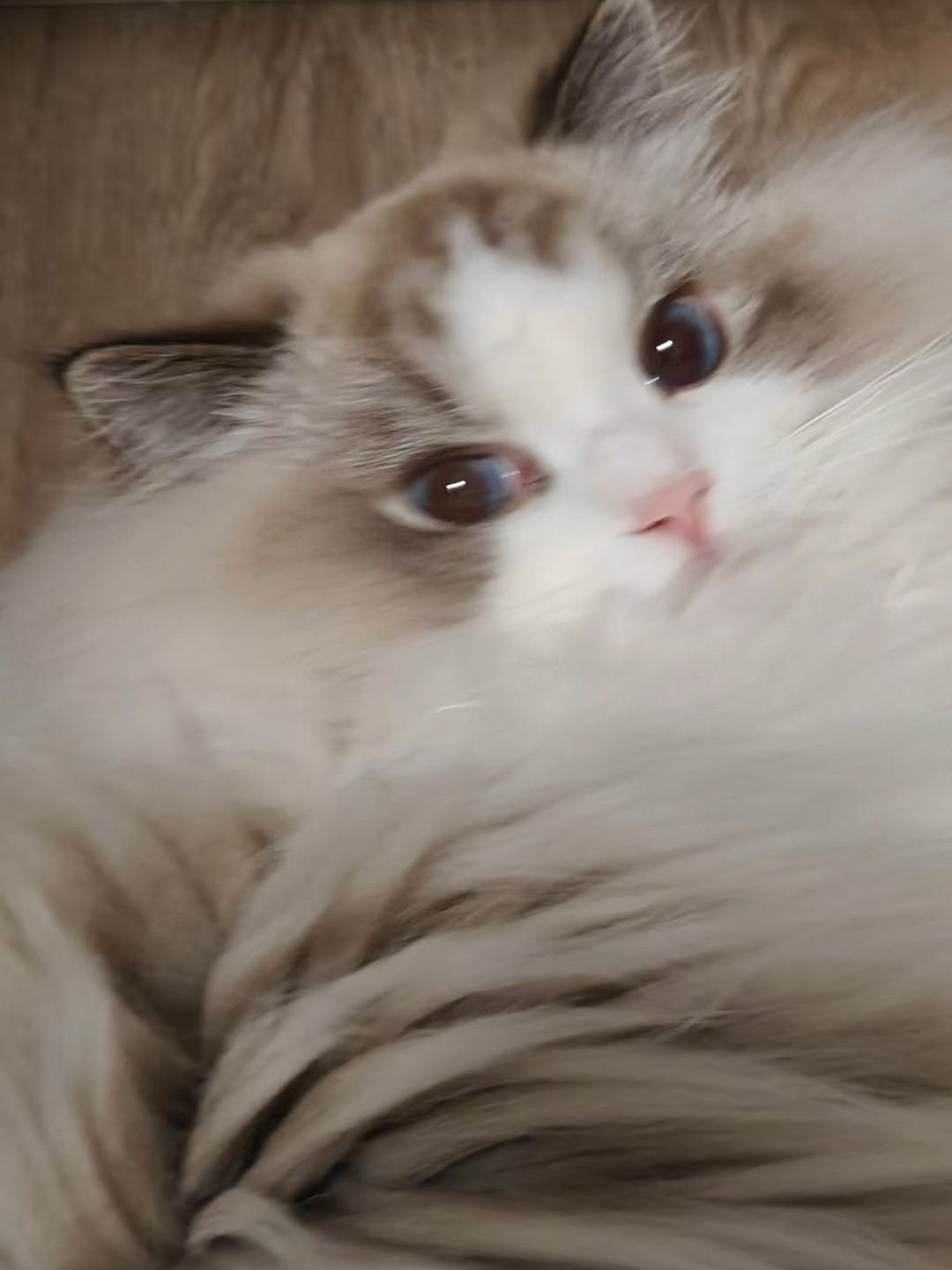 去年出生的小猫都陆续长大啦，我的家长都好棒 ​​​