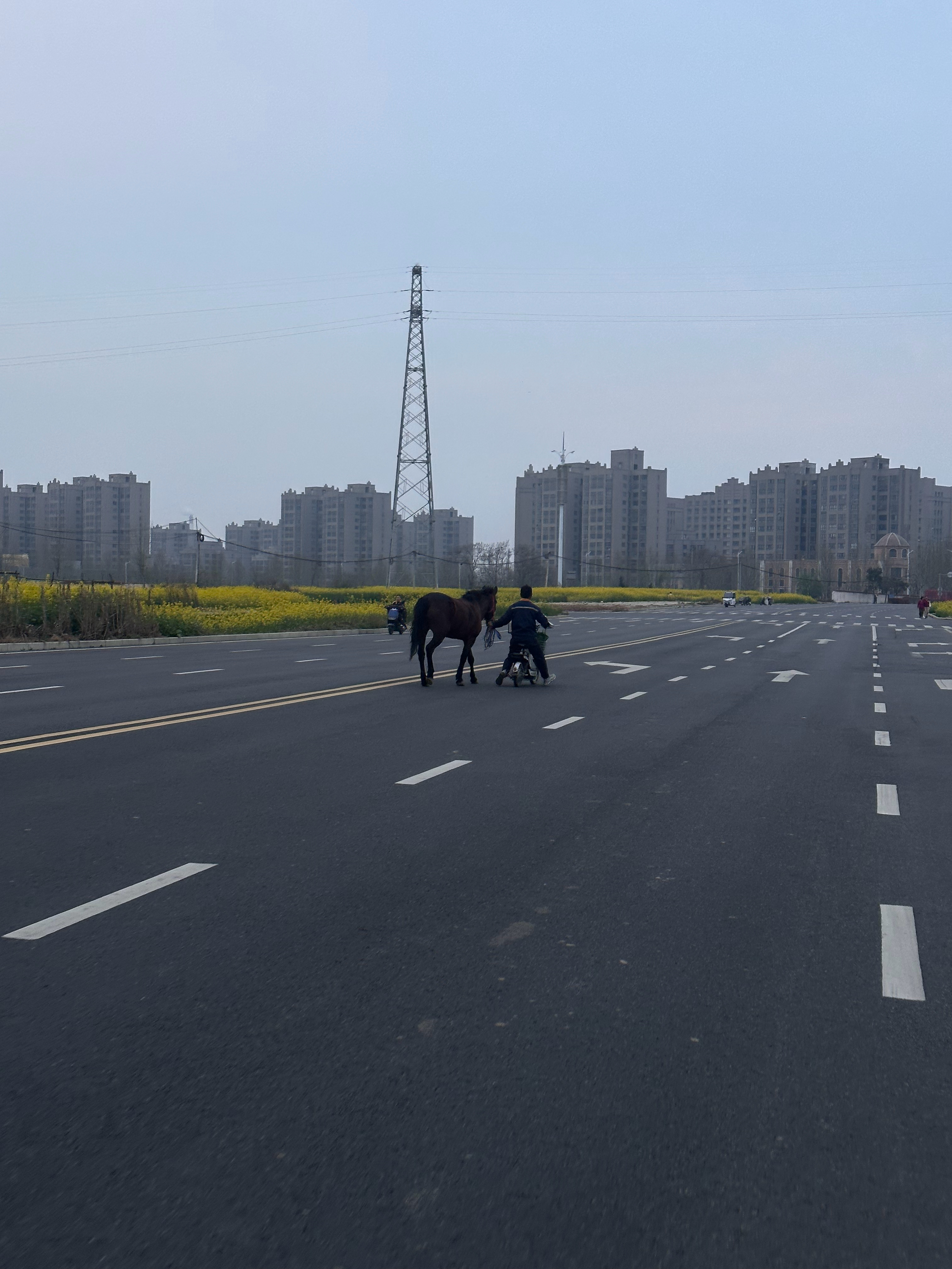 大街上怎么还有人遛马 