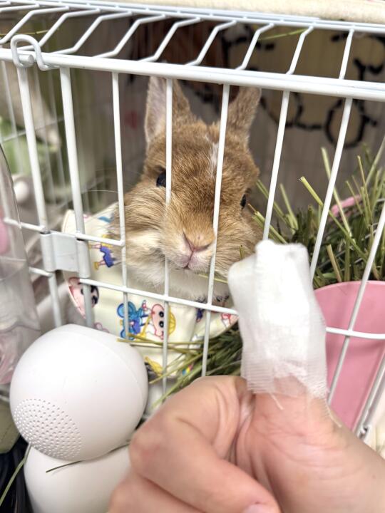 这种屎黄色的兔子最邪恶了