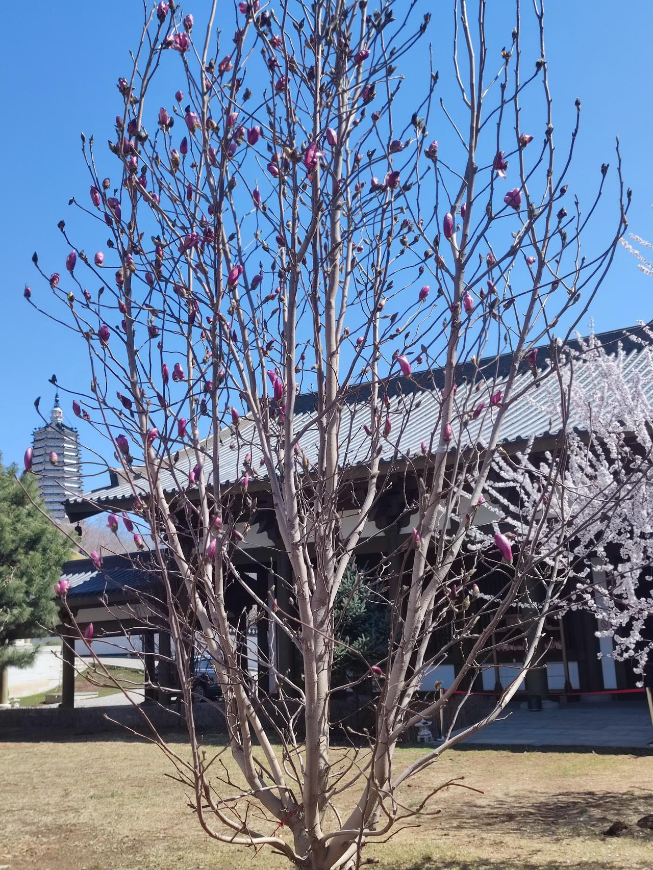 随拍回龙寺的春花
    沈阳回龙寺始于唐代，近年重建，规模宏伟，殿宇威俨。春日
