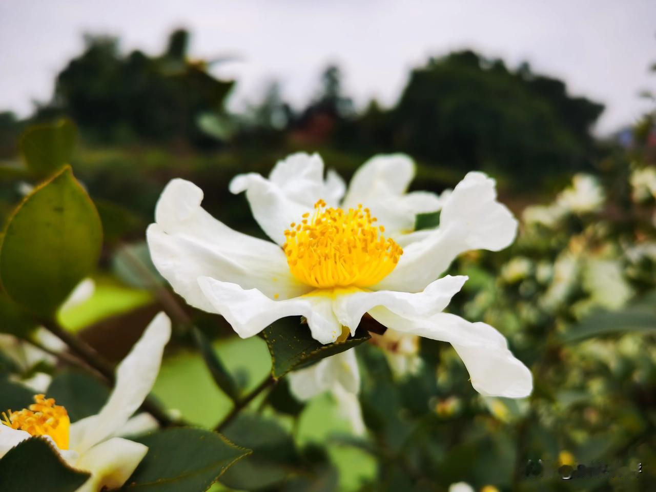 五宝山间的油茶花