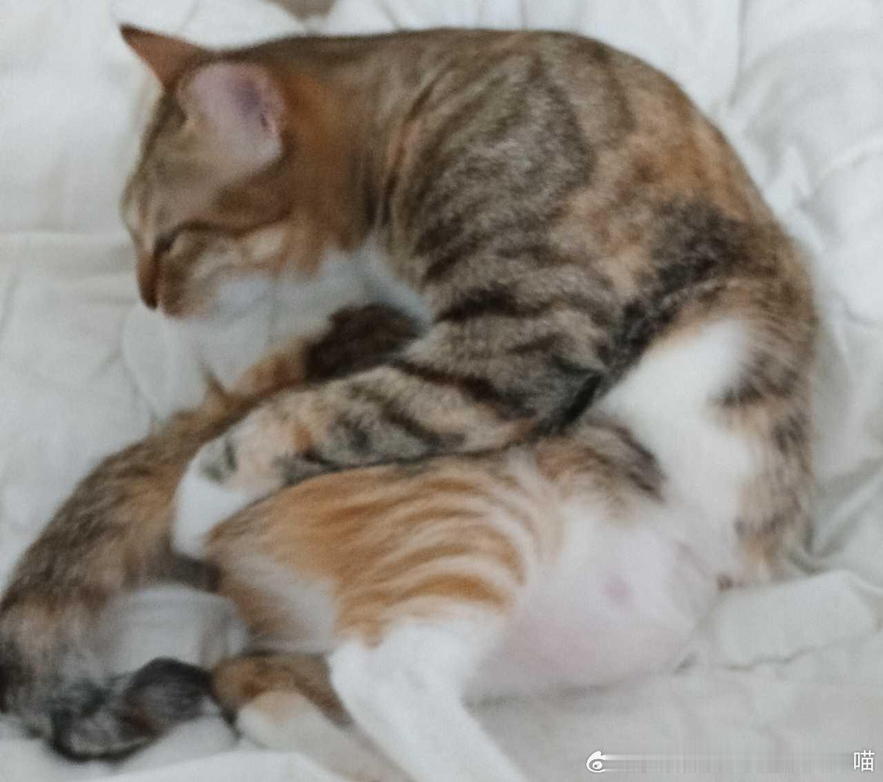 49555【丑猫】挠挠挠 