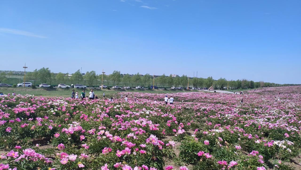 云开雾散遍野花