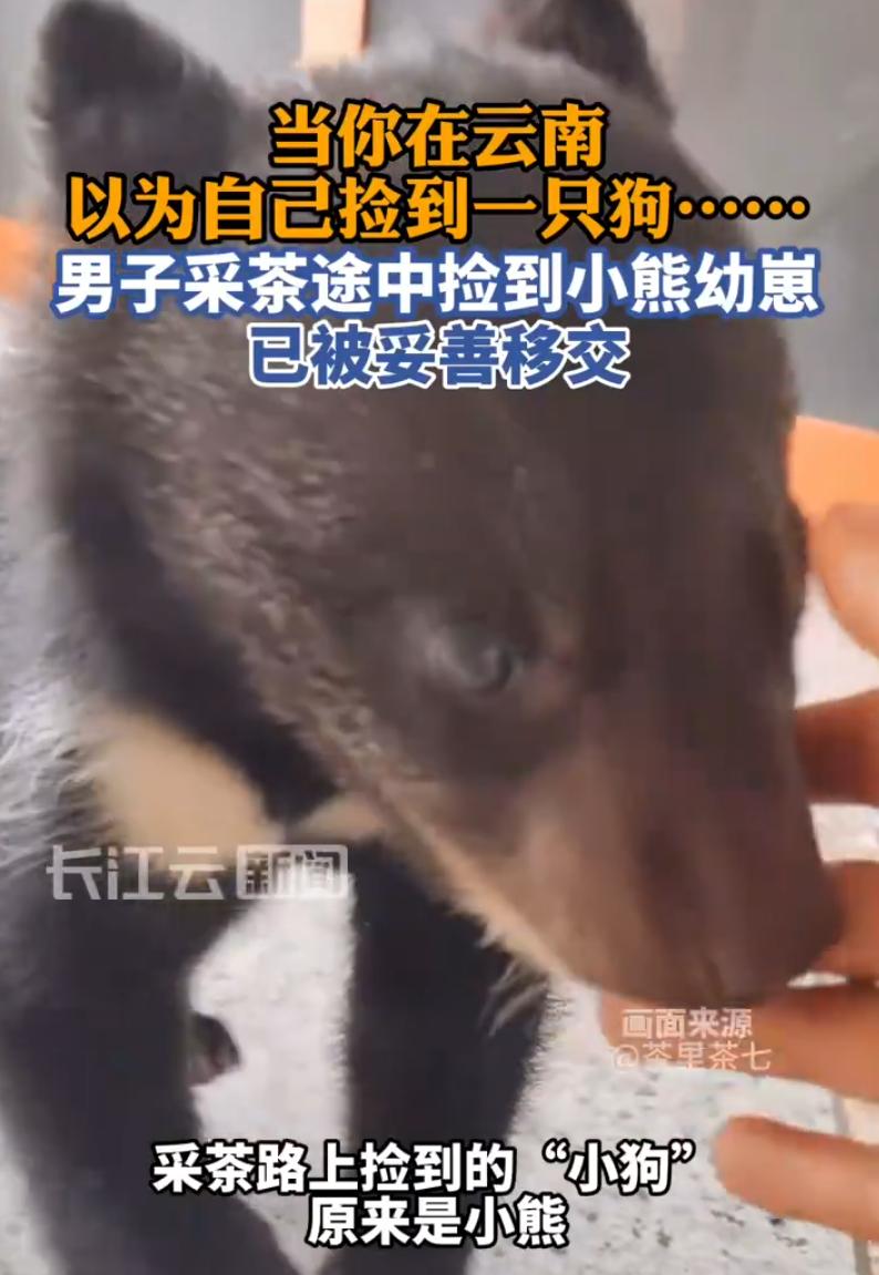 云南勐腊，一男子采茶回家的路上，突然从后视镜中看到一只毛茸茸的黑色小狗，一路跟着