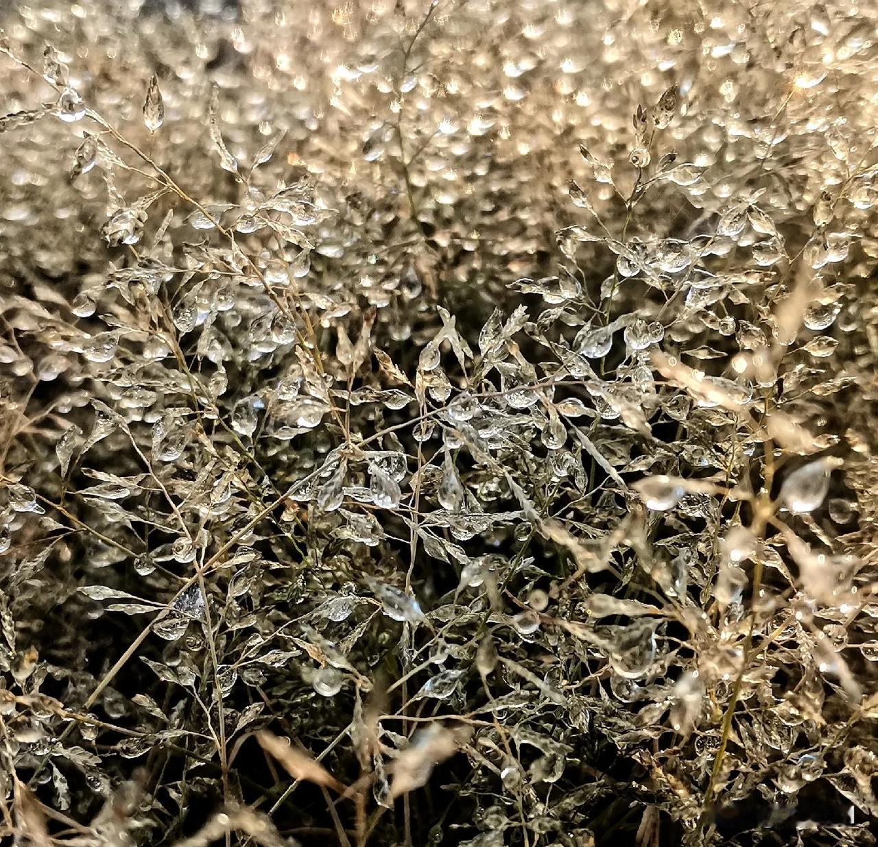 （原创）
霜冻
昨晚深夜下了一会儿的雨夹雪  最低温度降至零下3度 清晨户外的空