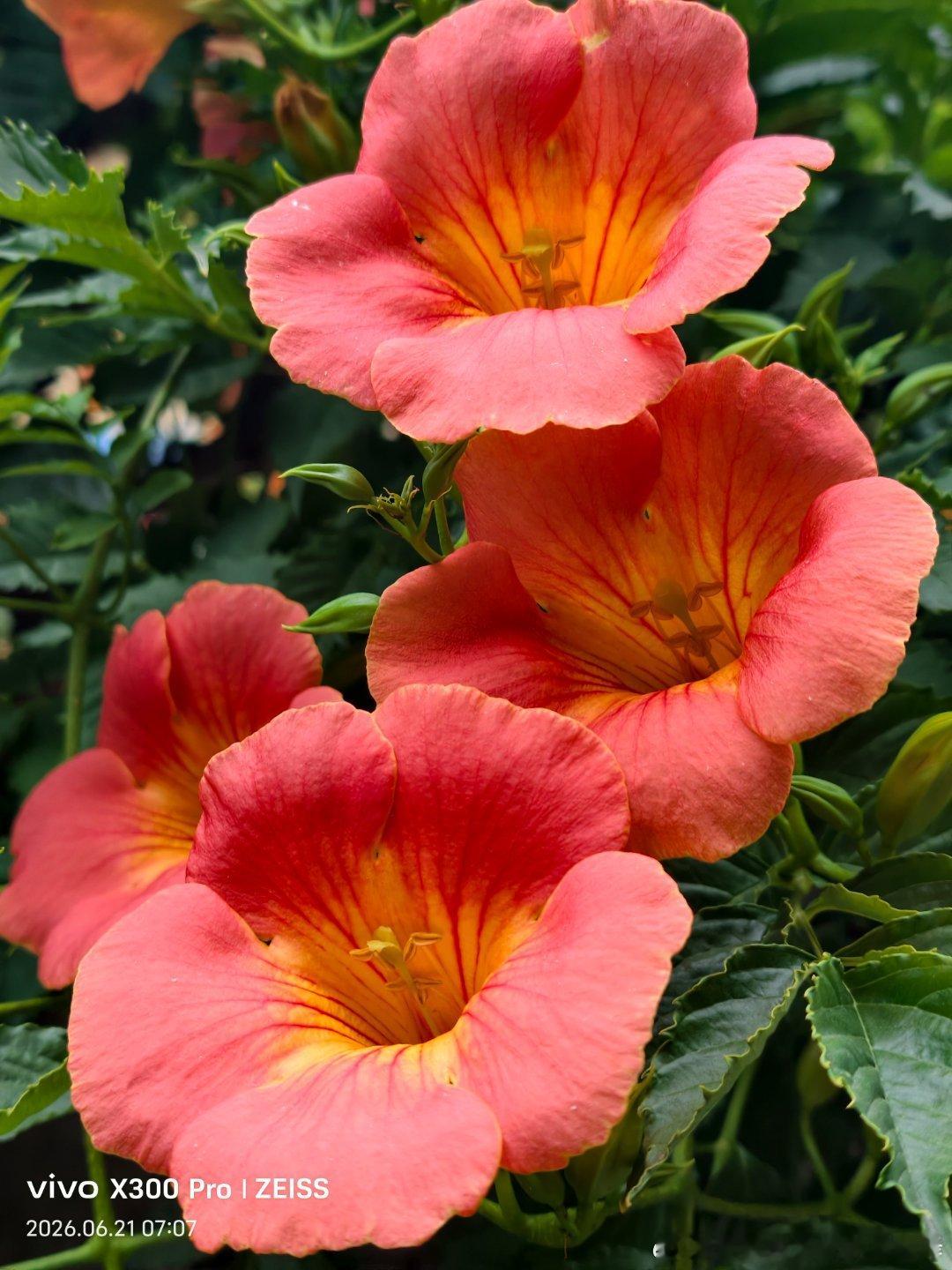 The sweetest of all sounds is praise.世间最