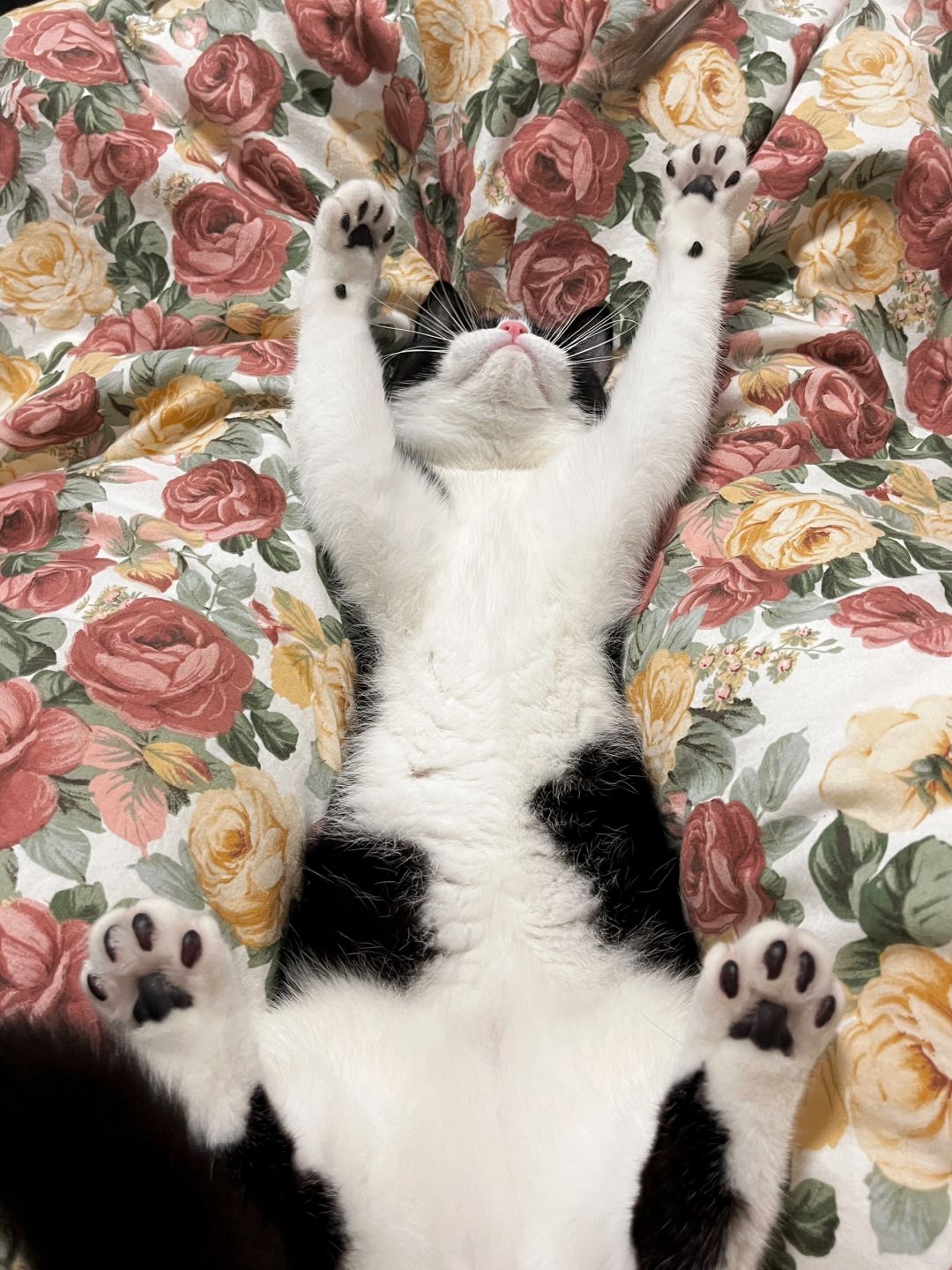 不是…谁家小猫这样睡觉啊