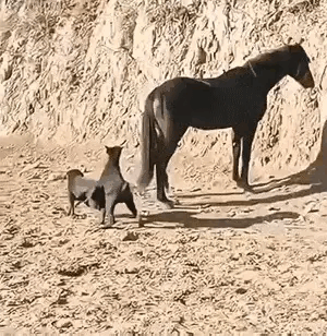 哈这反应也太绝了！
狗狗被马一脚闷头上，
就直接懵圈“宕机”了？
也就那么一下，